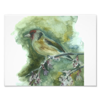 Goldfinch garden bird watercolour print