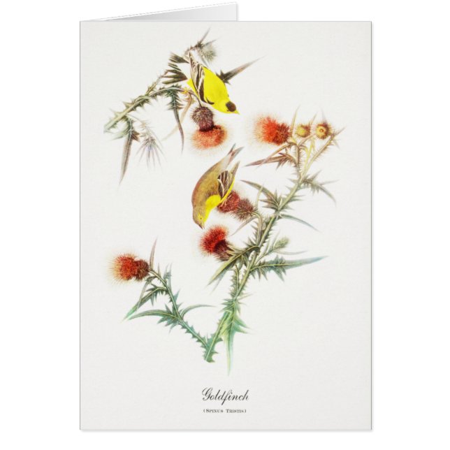 Goldfinch Greeting Card (Front)
