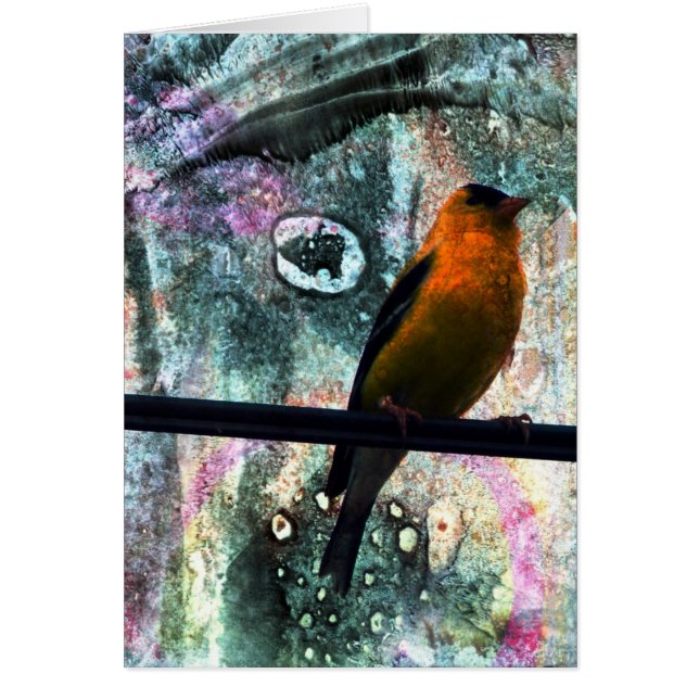 Goldfinch Grunge (Front)