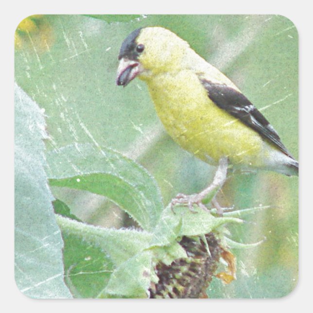 Goldfinch Grunge Square Sticker (Front)