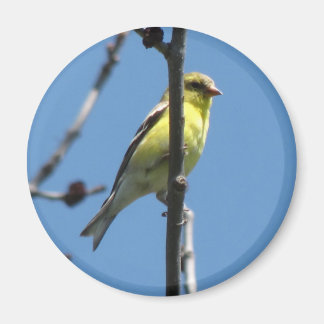 Goldfinch in a tree magnet