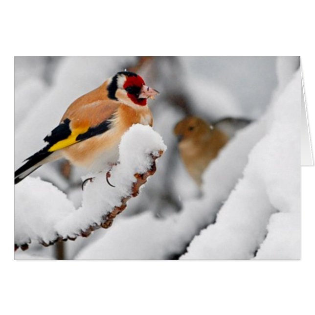 Goldfinch in snow (Front Horizontal)