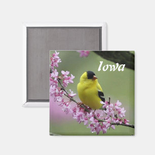 Goldfinch, Iowa State Bird  Magnet