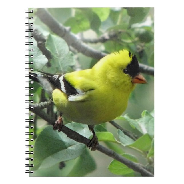 Goldfinch Notebook (Front)