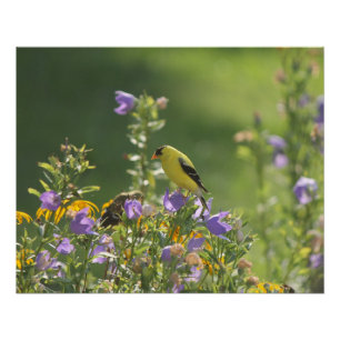 Goldfinch on a Harebell Flower Poster