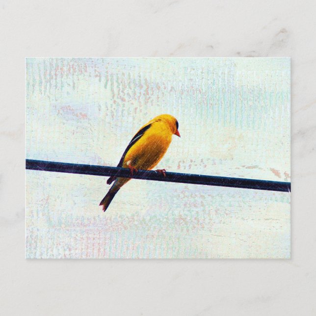 Goldfinch on a Power Line Postcard (Front)