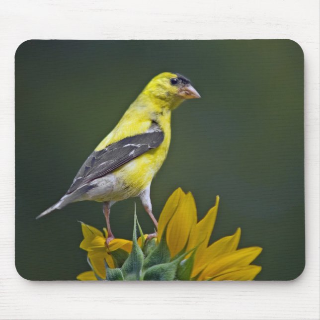 Goldfinch On A Sunflower Mouse Pad (Front)