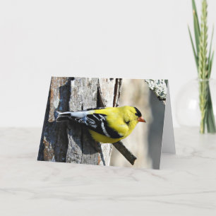 Goldfinch on Shagbark Greeting Card, Blank Inside Card