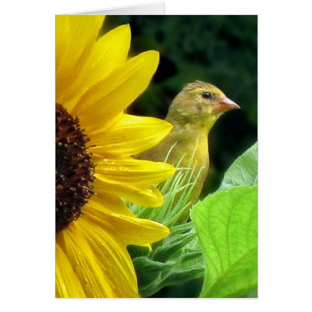 Goldfinch on Sunflower (Front)