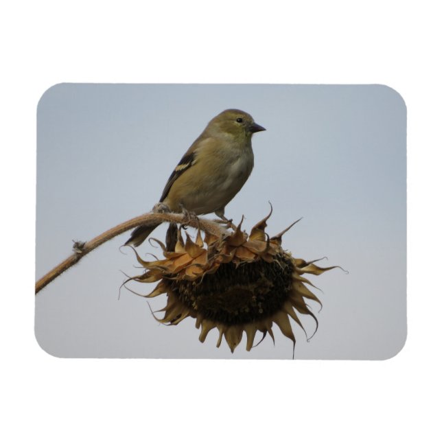Goldfinch On Top of Sunflowers Magnet (Horizontal)