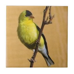 Goldfinch Pose Tile