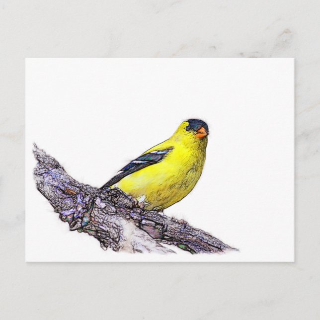 Goldfinch Postcard (Front)