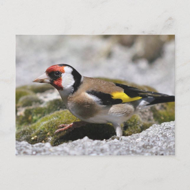 Goldfinch postcard (Front)