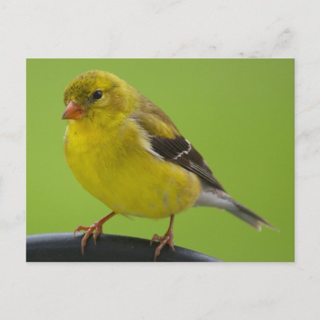 Goldfinch Postcard (Front)