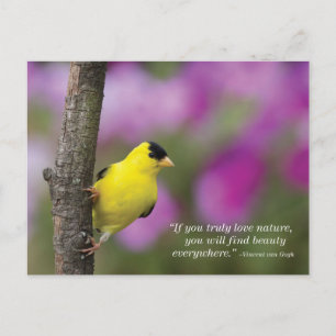Goldfinch Postcard