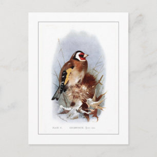 Goldfinch Postcard