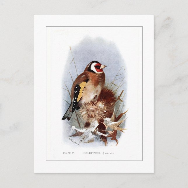 Goldfinch Postcard (Front)