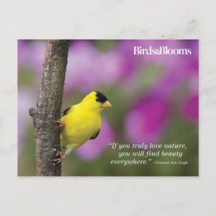 Goldfinch Postcard