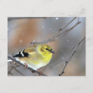 Goldfinch Postcard