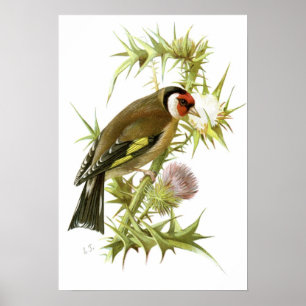 Goldfinch Poster