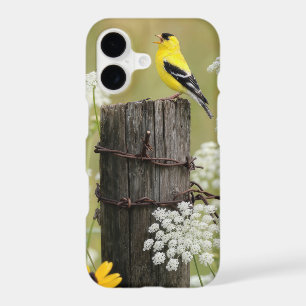 Goldfinch Singing on a Fence Post