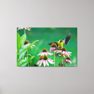 Goldfinch (Spinus tristis) Landing on a Coneflower Canvas Print