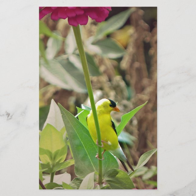 Goldfinch Stationery (Front)