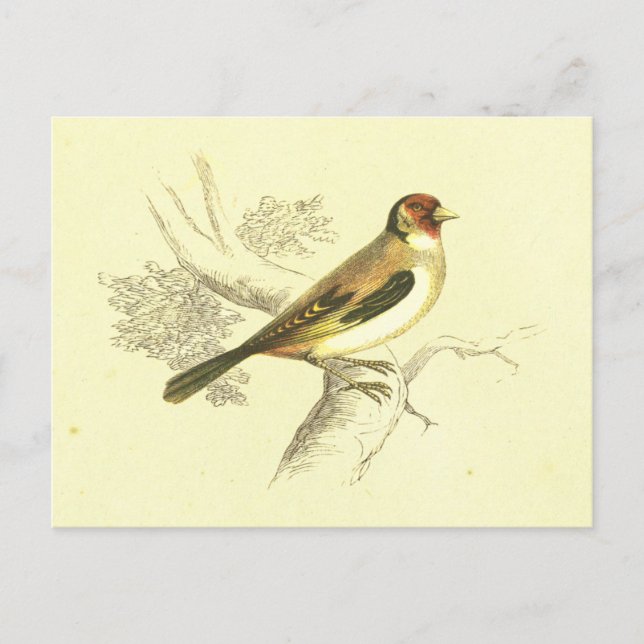 Goldfinch Vintage Bird Lithograph Postcard (Front)