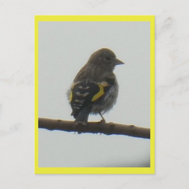 Goldfinch Young DIY Postcard (Front)