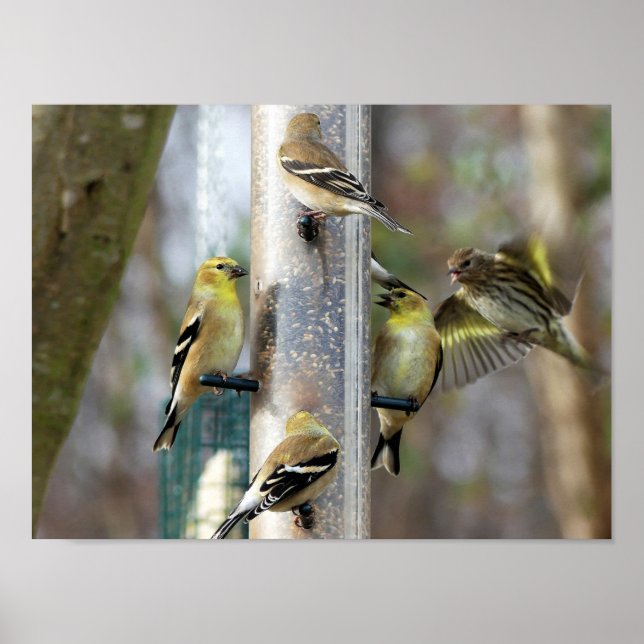 Goldfinches at the Feeder Poster (Front)