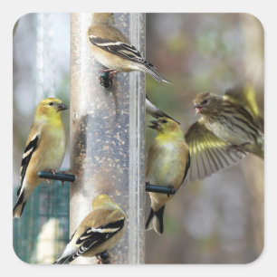 Goldfinches at the Feeder Square Sticker