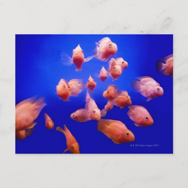 Goldfish 2 postcard (Front)