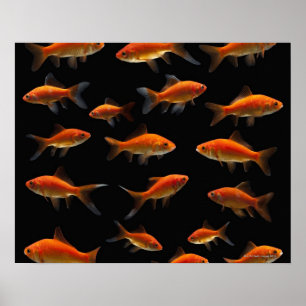 Goldfish 2 poster