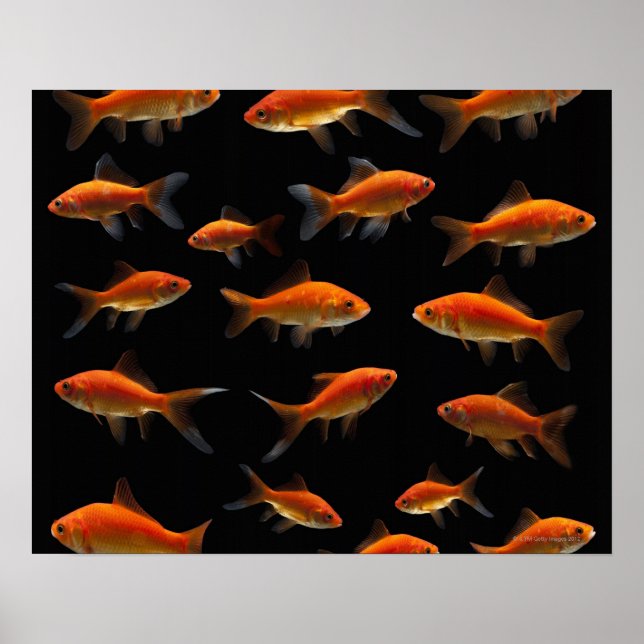 Goldfish 2 poster (Front)