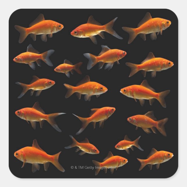 Goldfish 2 square sticker (Front)