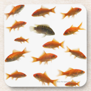 Goldfish 3 coaster