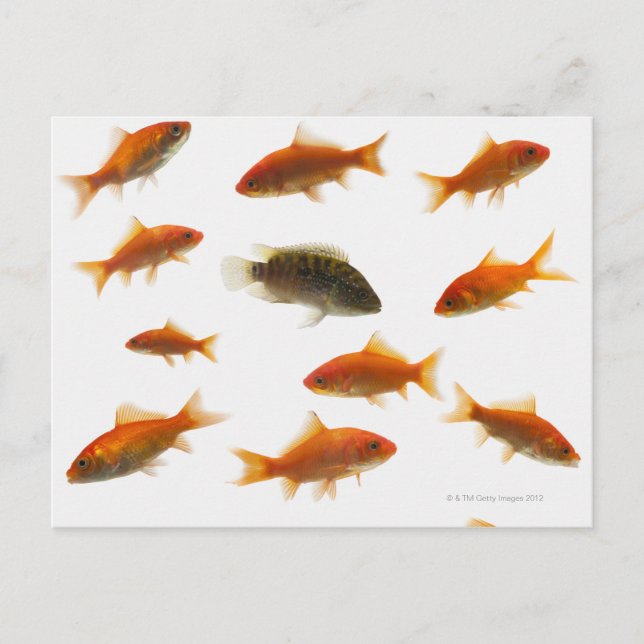 Goldfish 3 postcard (Front)