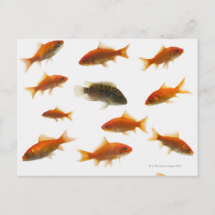 Goldfish 3 postcard