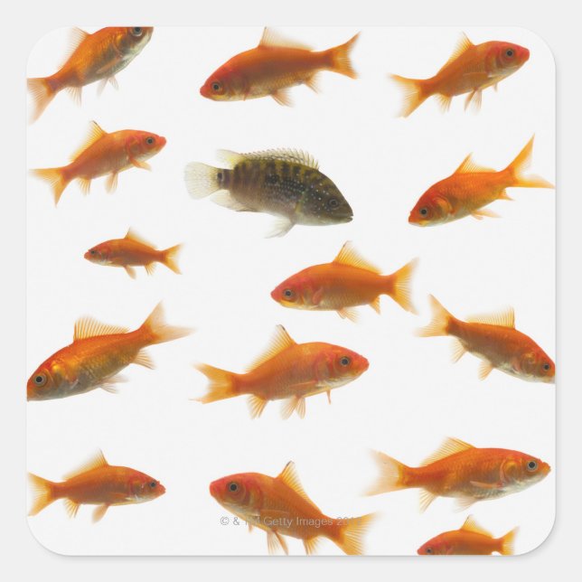 Goldfish 3 square sticker (Front)