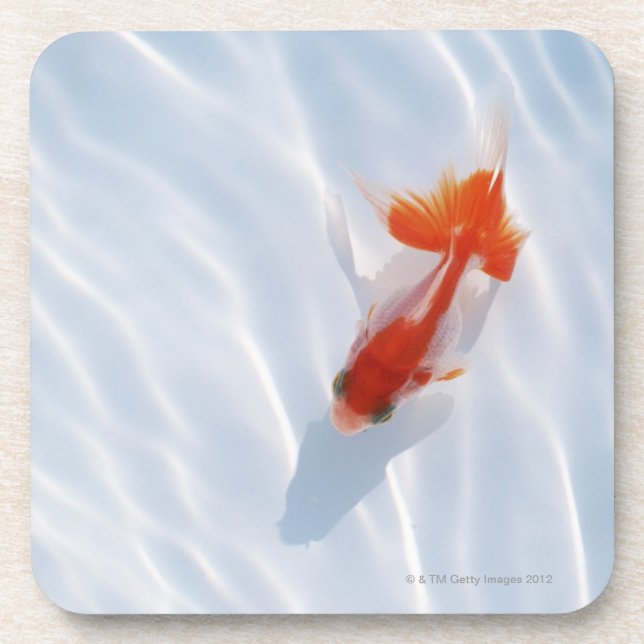 Goldfish 5 coaster (Front)