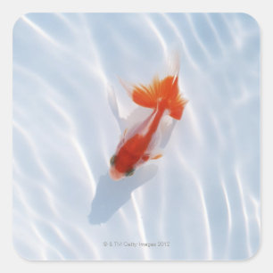 Goldfish 5 square sticker