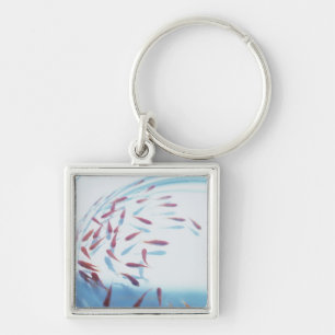 Goldfish 6 key ring