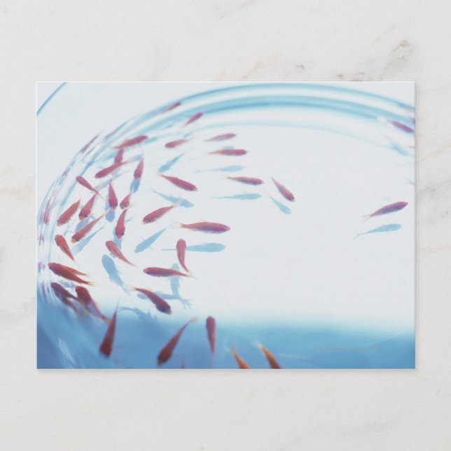 Goldfish 6 postcard (Front)