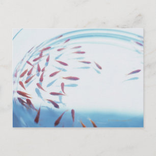 Goldfish 6 postcard