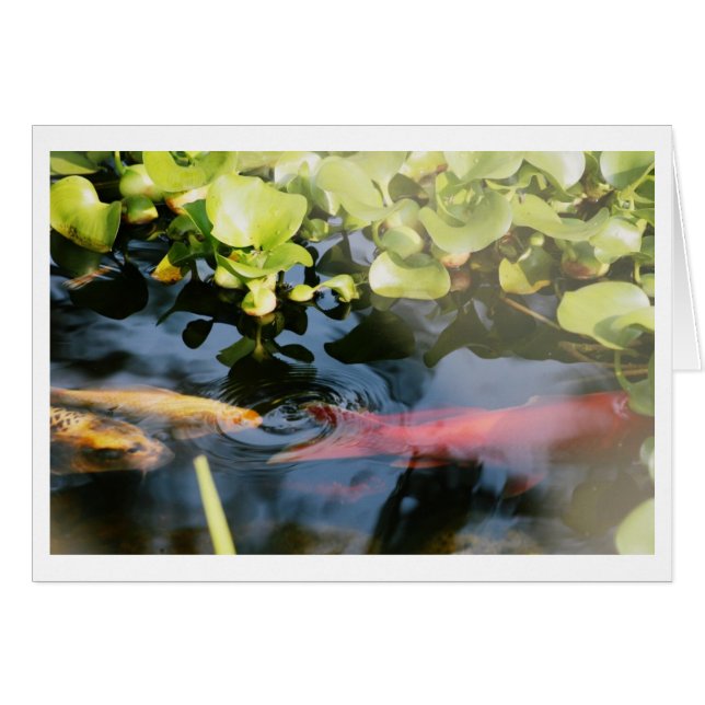 Goldfish Blank Cards (Front Horizontal)