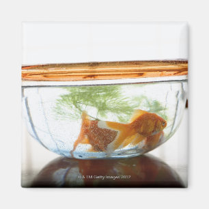 Goldfish bowl magnet