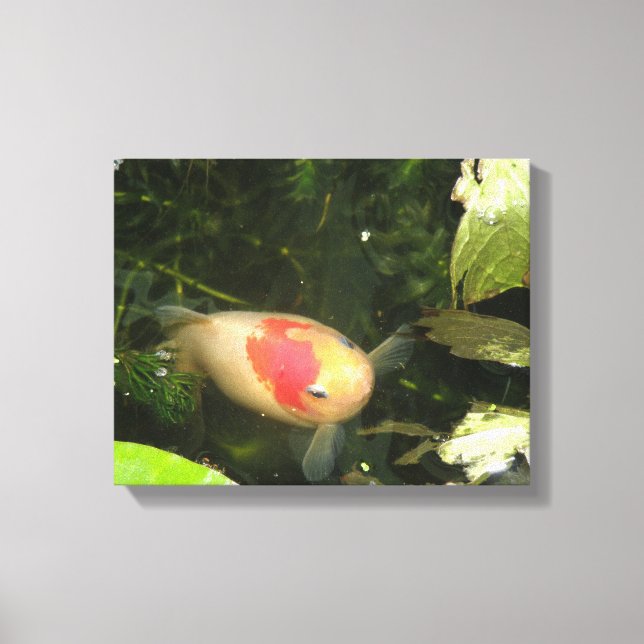 Goldfish Canvas Print (Front)