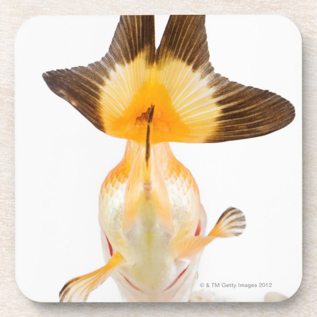 Goldfish (Carassius auratus) 2 Coaster (Front)