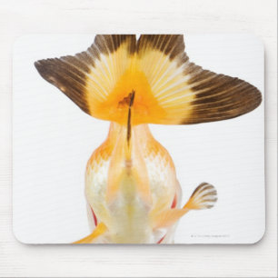 Goldfish (Carassius auratus) 2 Mouse Mat