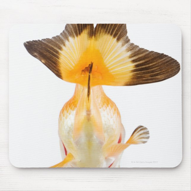 Goldfish (Carassius auratus) 2 Mouse Mat (Front)